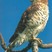 Mauritius Kestrel